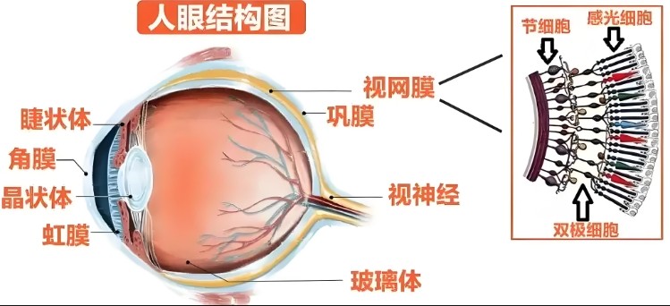 人眼結構圖