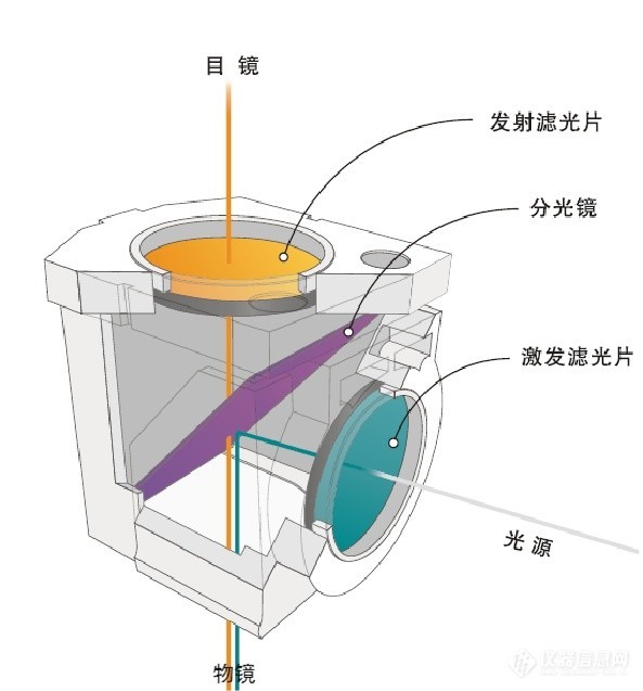 熒光顯微鏡結(jié)構(gòu)圖