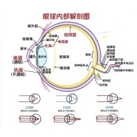 視網(wǎng)膜眼科中不同波長濾光片的應(yīng)用