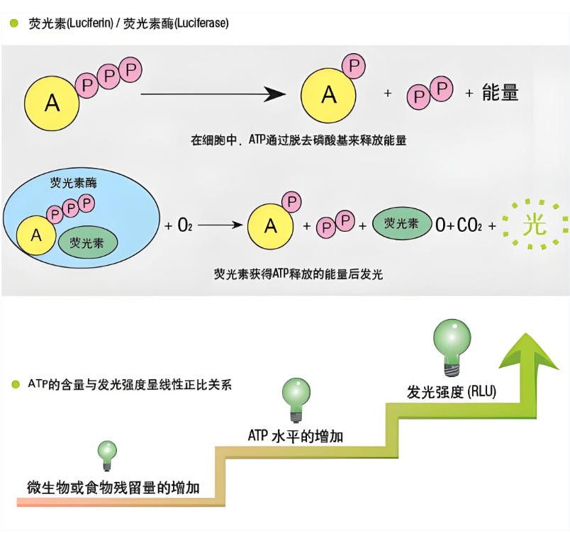 ATP+AMP的檢測原理